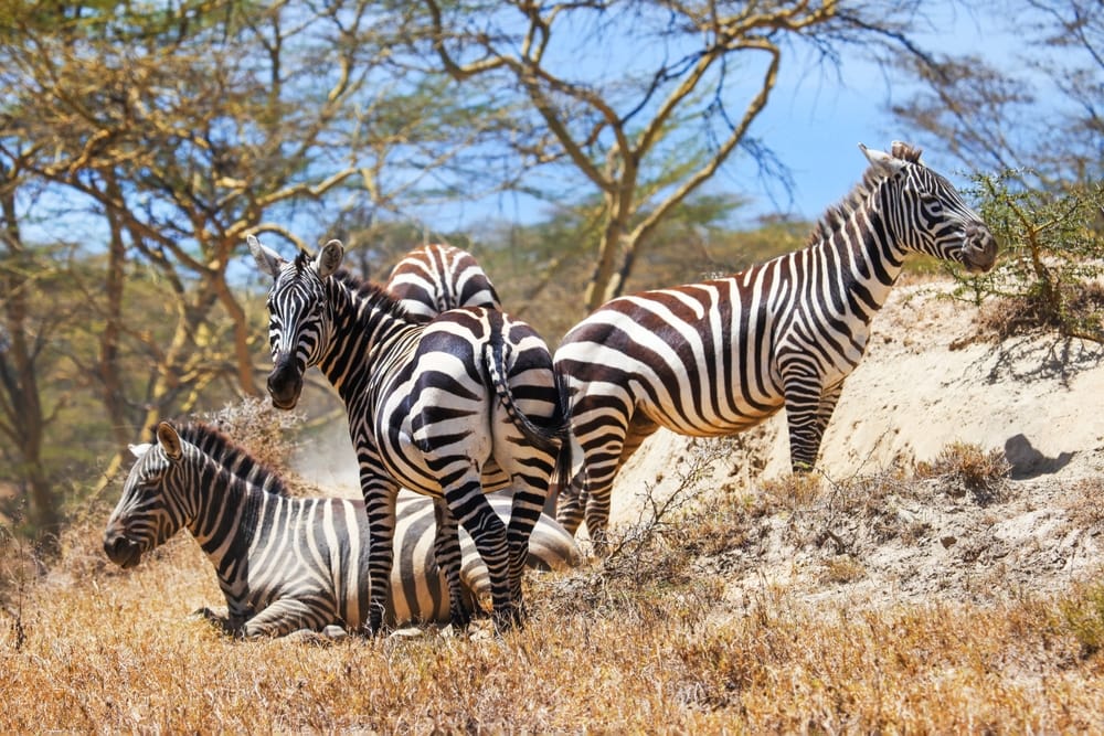 Lake Nakuru