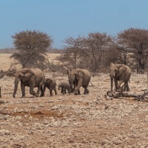 TheElephantsHeadingTowardsAPopularWateringHoleInEtosha