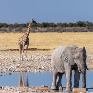 TelephotoShotOfOneGiantAfricanElephant-loxodontaAfricana-An