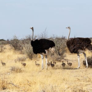 FamilyOfOstrichWithChickenStruthioCamelusInEtoshaPark