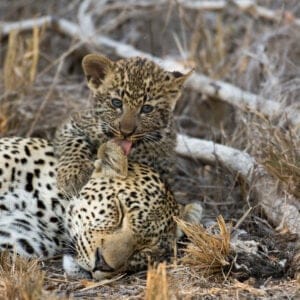 AFemaleLeopardTakesANapWhileItCubLicks