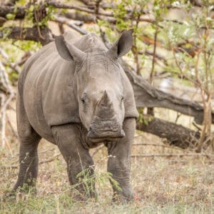 StarringBabyWhiteRhinoInTheKrugerNationalParkSouth