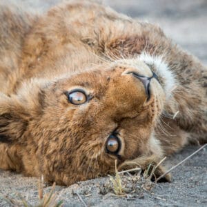 LionCubRestingAfterEatingInTheKrugerNationalPark