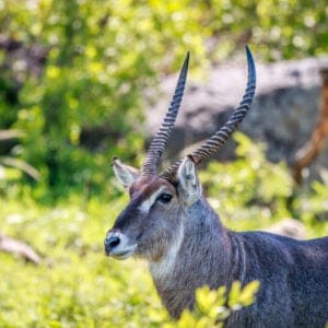MaleWaterbuckStarringAtTheCameraInTheKrugerNational