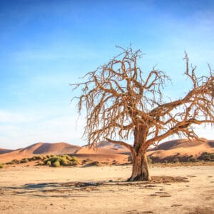 DeadTreeInTheSossusvleiDesertNamibia