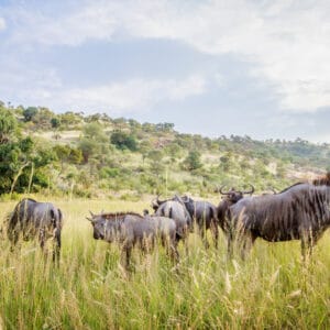 GroupOfBlueWildebeestStandingInHighGrassInThe