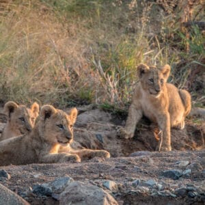 LionCubsLayingOnTheRocksInThePilanesbergNational