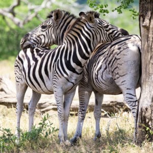 ZebrasInKrugerNationalParkSouthAfrica