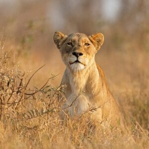 AnAlertLionesspantheraLeoInNaturalHabitatKrugerNational