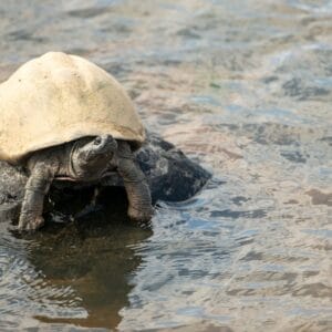 ACloseupShotOfACuteTurtleOnARock