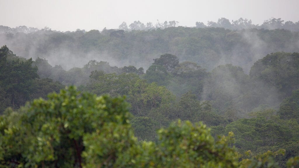 Turaco Treetops