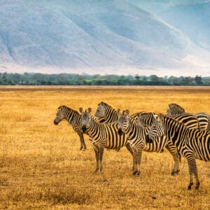 HerdOfZebrasInTheNgorongoroCraterTanzania