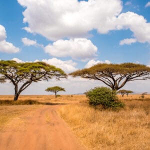 GameDriveOnDirtRoadWithSafariCarInSerengeti