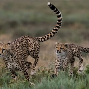 shutterstock_2428272881_huge
