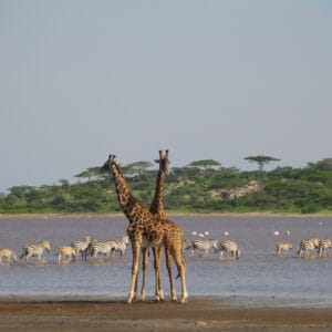 TanzaniaSerengetiNationalParkGiraffeMakeLovetwoGiraffesStandingOn