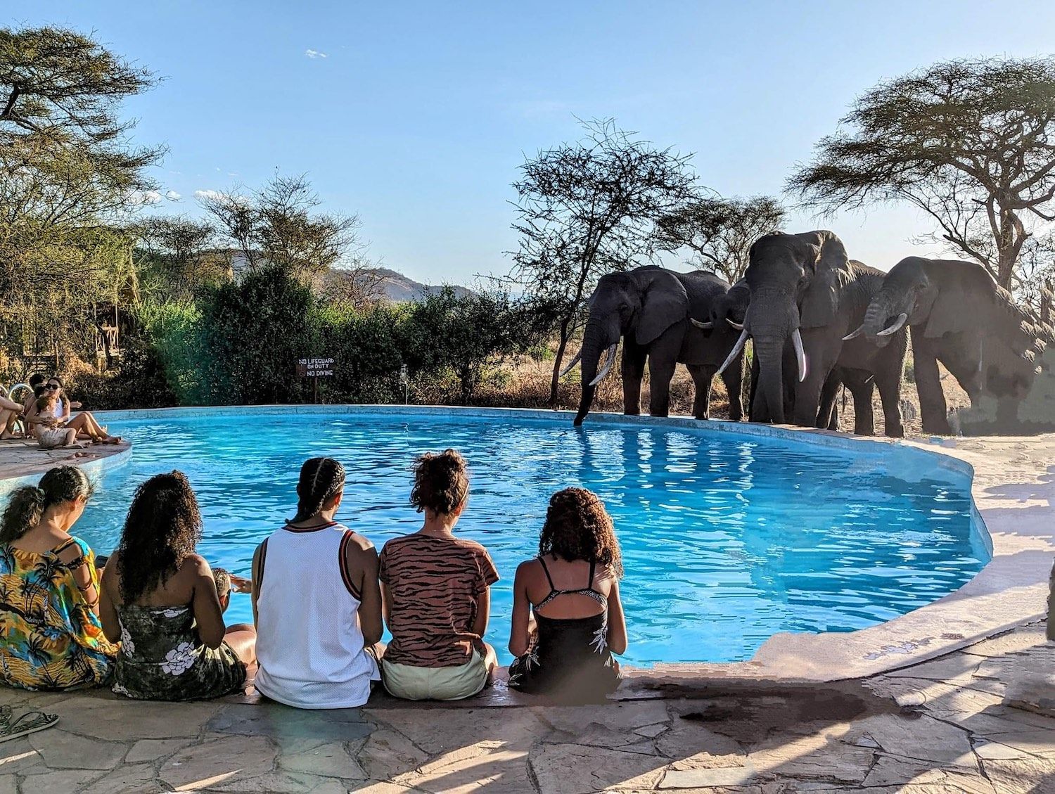 Tarangire Simba Lodge Swimmingpool » Tembo Safari Tarangire Simba Lodge Swimmingpool