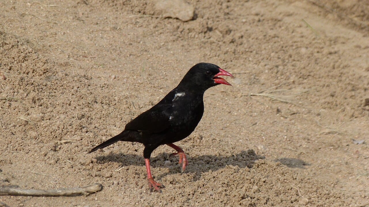 Red-billed_Buffalo-Weaver_Bubalornis_niger_6016768281_wiki » Tembo Safari Bøffelvæver i Sydafrika