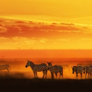 AfricanPlainsZebraWalkingInBrightOrangeSunsetInAmboseli