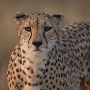 CheetahInAmboseliNationalParkKenyaAfrica