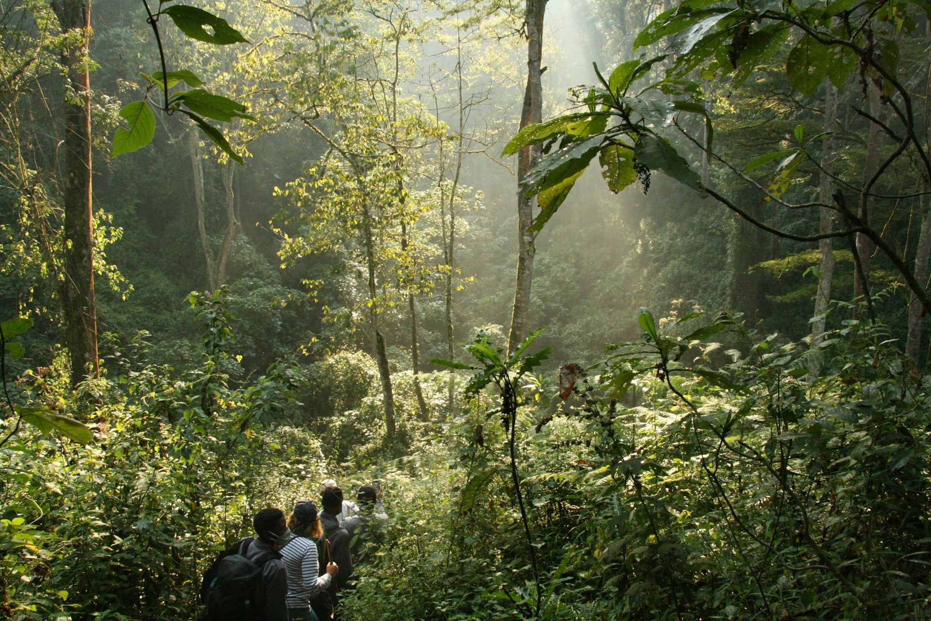 Bwindi-regnskov » Tembo Safari Guidet tur ind i Bwindi Impenetrable Forest i Uganda.