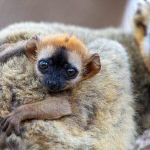 Red-frontedLemureulemurRufifronsFemaleWithSmallCuteBabyEndangered