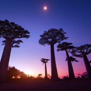 BaobabTreesAtSunsetMadagascar