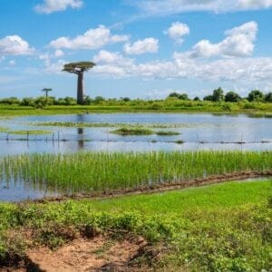 RiceFieldAndBaobabTreeLandscapeInMorondavaMadagascar