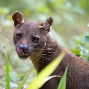 FossacryptoproctaFeroxCat-likeCarnivorousMammalEndemicToMadagascarFossa