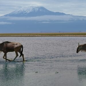Gnuer på savannen i Amboseli Nationalpark
