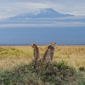 Leoparder med Kilimanjaro i baggrunden