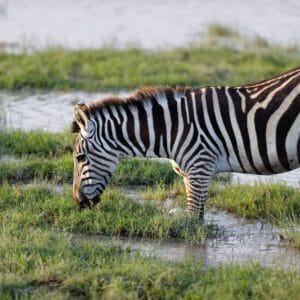 Zebra i Amboseli Nationalpark