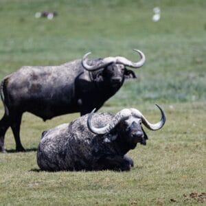 Afrikanske bøfler i Amboseli Nationalpark