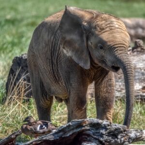 Elefantunge på savannen i Amboseli