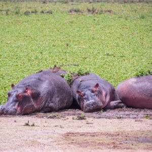 Flodhest i Amboseli Nationalpark