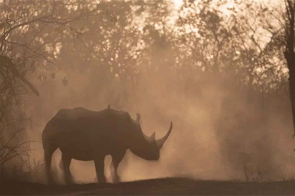 Porini Rhino River Camp