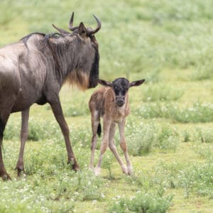 Hvidskægget gnu i Serengeti