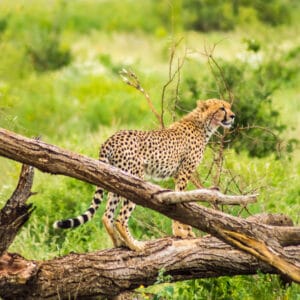 Gepard i Samburu National Reserve