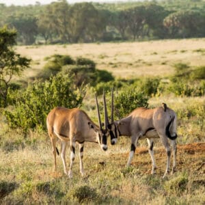 Oryx på savannen i Samburu