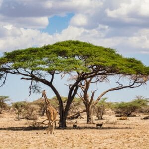 Netgiraf i Samburu