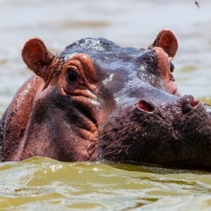 Flodhest ved Lake Jipe i Tsavo West