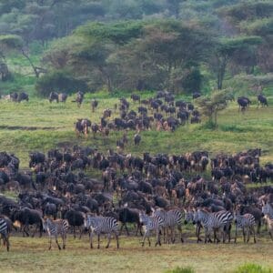 Gnuer og zebraer i Serengeti