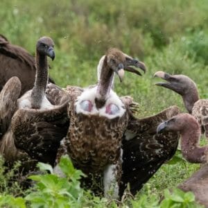 Hvidryggede gribbe i Ndutu-området
