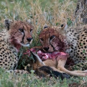Geparder med nedlagt gnukalv i Serengeti