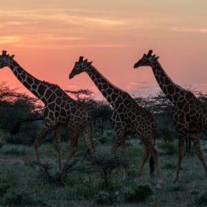 Netgiraf i Samburu National Reserve