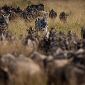 Den store migration i Serengeti
