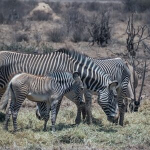 Grevyzebraer i Samburu