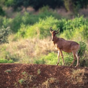 Coke’s hartebeest i Tsavo