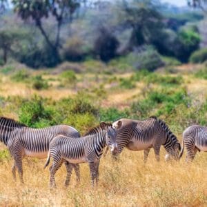 Flok af grevyzebraer i Samburu