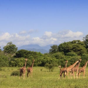 WildGiraffesInMeruNationalParkKenya