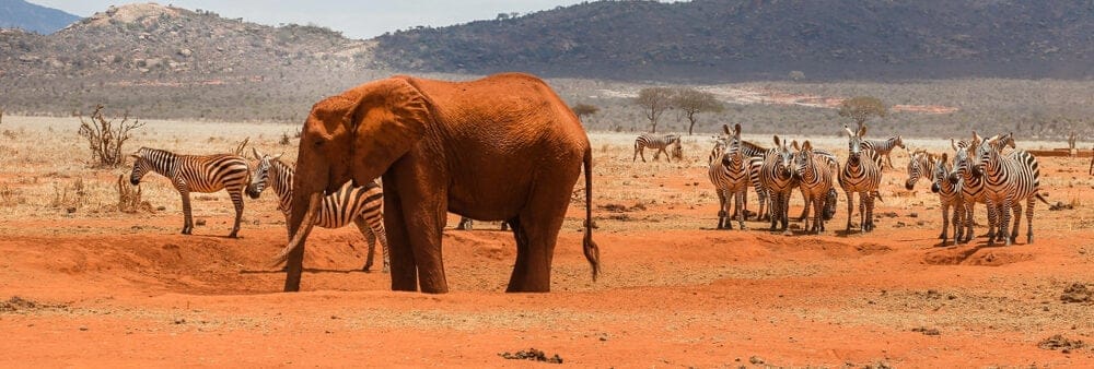 rød elefant tsavo øst